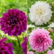 Longfield Dahlia Rose Collection, 18 Bulbs