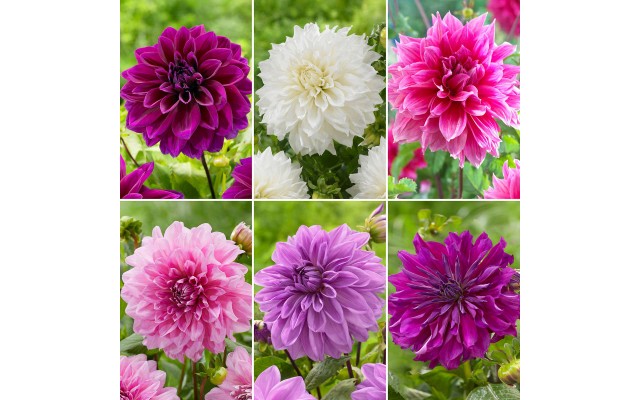 Longfield Dahlia Rose Collection, 18 Bulbs