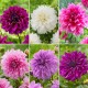 Longfield Dahlia Rose Collection, 18 Bulbs