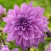 Longfield Dahlia Sweet Treats Bulb Collection, 15 Bulbs