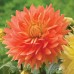 Longfield Dahlia Sweet Treats Bulb Collection, 15 Bulbs
