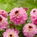 Longfield Dahlia Sweet Treats Bulb Collection, 15 Bulbs