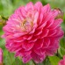 Longfield Dahlia Sweet Treats Bulb Collection, 15 Bulbs