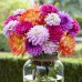 Longfield Dahlia Sweet Treats Bulb Collection, 15 Bulbs