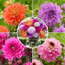 Longfield Dahlia Sweet Treats Bulb Collection, 15 Bulbs