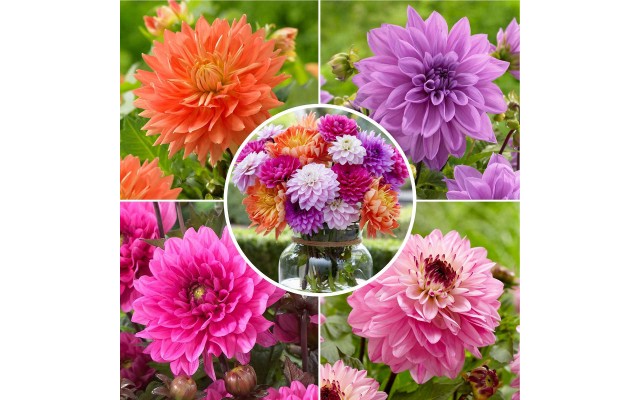 Longfield Dahlia Sweet Treats Bulb Collection, 15 Bulbs