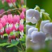 Longfield Deer Resistant Perennial Garden, 65 Bulbs and Plants