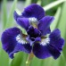 Longfield Deer Resistant Perennial Garden, 65 Bulbs and Plants