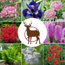 Longfield Deer Resistant Perennial Garden, 65 Bulbs and Plants
