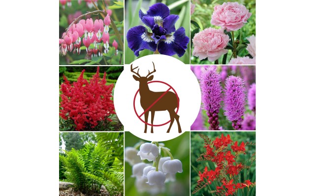 Longfield Deer Resistant Perennial Garden, 65 Bulbs and Plants