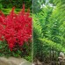Longfield Deer Resistant Perennial Garden, 65 Bulbs and Plants