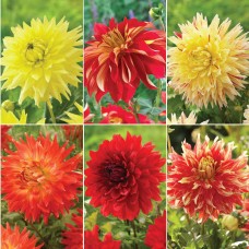 Longfield Dinnerplate Dahlia Bulbs Collection, 18 Bulbs