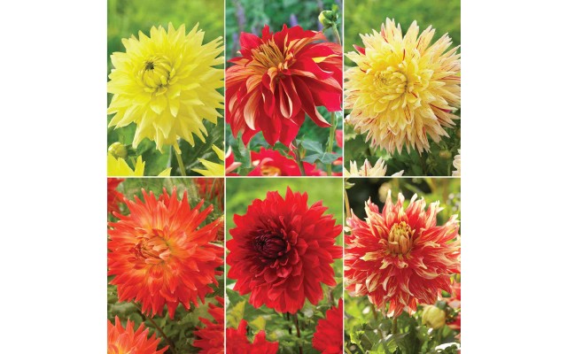 Longfield Dinnerplate Dahlia Bulbs Collection, 18 Bulbs