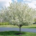  Bareroot Trees Royal Raindrops Crabapple and Sugar Tyme Crabapple, 2pk
