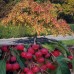  Bareroot Trees Royal Raindrops Crabapple and Sugar Tyme Crabapple, 2pk
