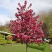  Bareroot Trees Royal Raindrops Crabapple and Sugar Tyme Crabapple, 2pk