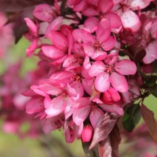 Longfield Gardens Bareroot Trees Royal Raindrops Crabapple and Sugar Tyme Crabapple, 2pk