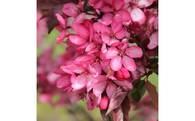 Bareroot Trees Royal Raindrops Crabapple and Sugar Tyme Crabapple, 2pk