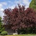 Bareroot Trees Sugar Tyme Crabapple and Thundercloud Purpleleaf Plum, 2-pack