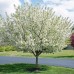  Bareroot Trees Sugar Tyme Crabapple and Thundercloud Purpleleaf Plum, 2-pack