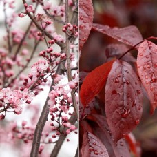 Longfield Gardens Bareroot Trees Sugar Tyme Crabapple and Thundercloud Purpleleaf Plum, 2-pack