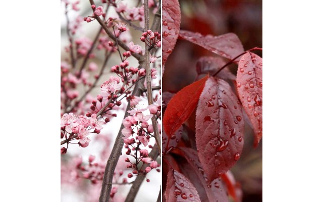  Bareroot Trees Sugar Tyme Crabapple and Thundercloud Purpleleaf Plum, 2-pack