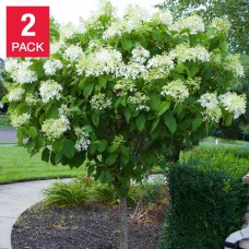 Longfield Gardens Hydrangea Sweet Summer Tree 2-pack