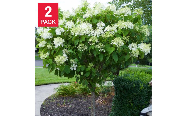  Hydrangea Sweet Summer Tree 2-pack