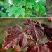  Shade Trees Sun Valley Maple, 2pk