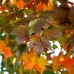  Shade Trees Sun Valley Maple, 2pk