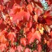  Shade Trees Sun Valley Maple, 2pk