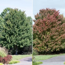 Longfield Gardens Shade Trees Sun Valley Maple, 2pk