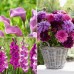 Longfield Pink Cut Flower Collection 50 Bulbs