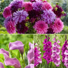 Longfield Pink Cut Flower Collection 50 Bulbs