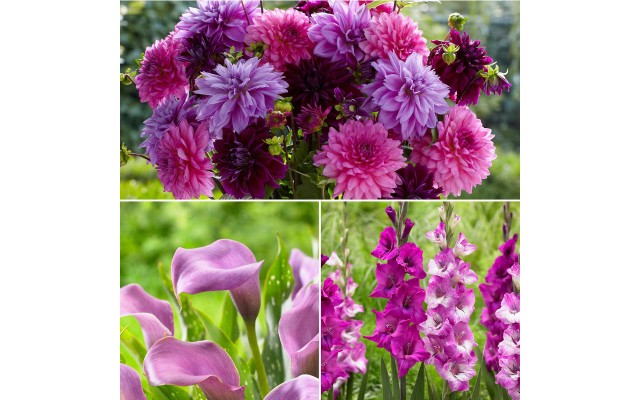 Longfield Pink Cut Flower Collection 50 Bulbs