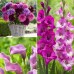 Longfield Pink Cut Flower Collection 50 Bulbs