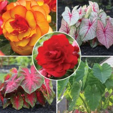 Longfield Red Shade Loving Bulbs, 34 Bulbs
