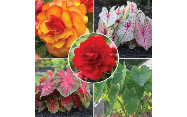 Longfield Red Shade Loving Bulbs, 34 Bulbs