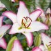 Longfield Sun Loving Perennial Garden, 46 Plants