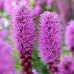 Longfield Sun Loving Perennial Garden, 46 Plants