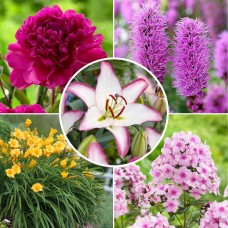 Longfield Sun Loving Perennial Garden, 46 Plants