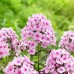 Longfield Sun Loving Perennial Garden, 46 Plants