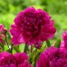 Longfield Sun Loving Perennial Garden, 46 Plants