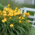 Longfield Sun Loving Perennial Garden, 46 Plants