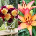 Longfield Ultimate Cut Flower Collection, 300 Bulbs