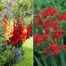 Longfield Ultimate Cut Flower Collection, 300 Bulbs
