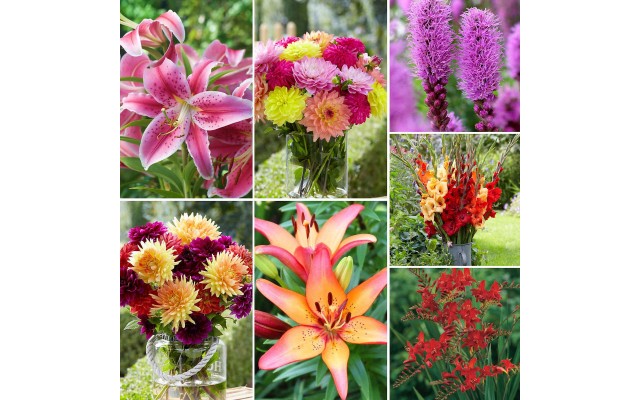 Longfield Ultimate Cut Flower Collection, 300 Bulbs