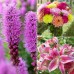 Longfield Ultimate Cut Flower Collection, 300 Bulbs