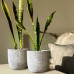 Ocean Waves Cement Plant Pots by Inspirella, 2 pack