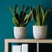 Ocean Waves Cement Plant Pots by Inspirella, 2 pack